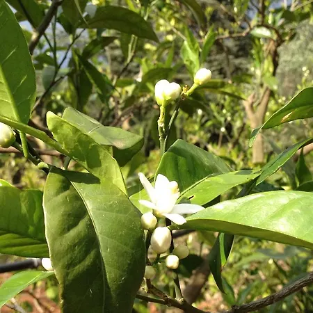 La Chiantata - Piccinnu סן ויטו דיי נורמני