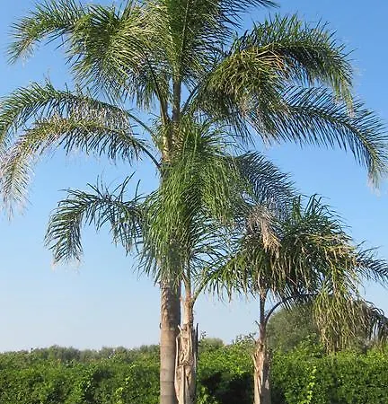 La Chiantata - Piccinnu