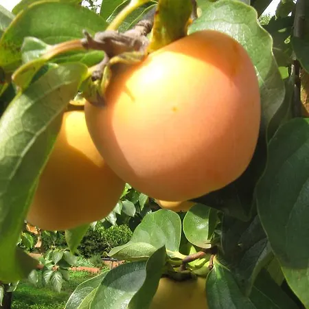 דירה La Chiantata - Piccinnu