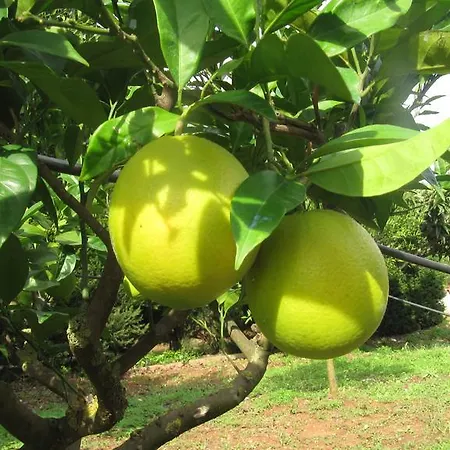 La Chiantata - Piccinnu