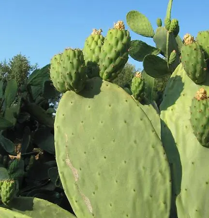 דירה La Chiantata - Piccinnu *