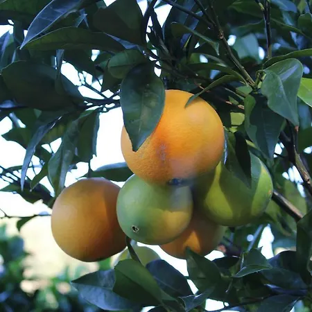 דירה La Chiantata - Piccinnu *