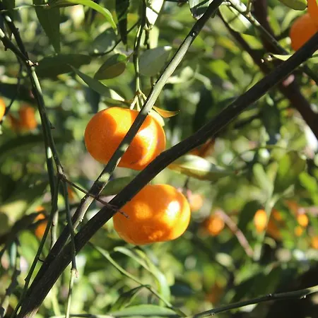 La Chiantata - Piccinnu סן ויטו דיי נורמני