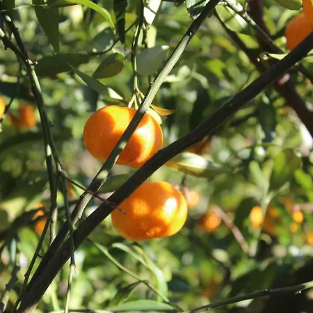 La Chiantata - Piccinnu San Vito dei Normanni